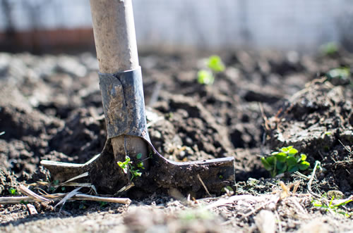 shovel digging in dirt